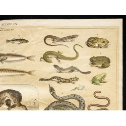 Gravure de 1853 - Les animaux nuisibles (Lithographie) - 3