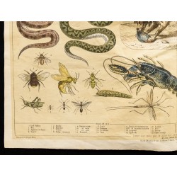 Gravure de 1853 - Les animaux nuisibles (Lithographie) - 4