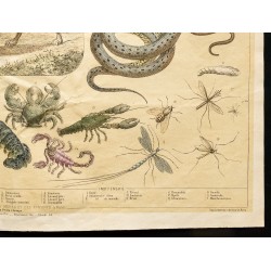 Gravure de 1853 - Les animaux nuisibles (Lithographie) - 5