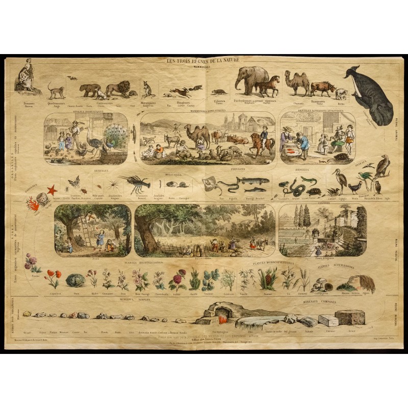 Gravure de 1853 - Les 3 règnes de la nature (Lithographie) - 1