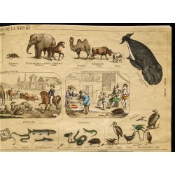 Gravure de 1853 - Les 3 règnes de la nature (Lithographie) - 3