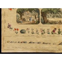 Gravure de 1853 - Les 3 règnes de la nature (Lithographie) - 4