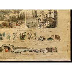 Gravure de 1853 - Les 3 règnes de la nature (Lithographie) - 5