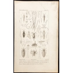 Gravure de 1844 -  Machilis, Lepisma, Sminthurus ... - 1