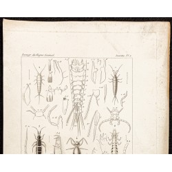 Gravure de 1844 -  Machilis, Lepisma, Sminthurus ... - 2