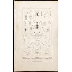 Gravure de 1844 - Coléoptères (Therates, Megacephala...) - 1