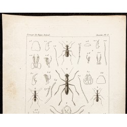 Gravure de 1844 - Coléoptères (Therates, Megacephala...) - 2