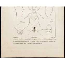 Gravure de 1844 - Coléoptères (Therates, Megacephala...) - 3