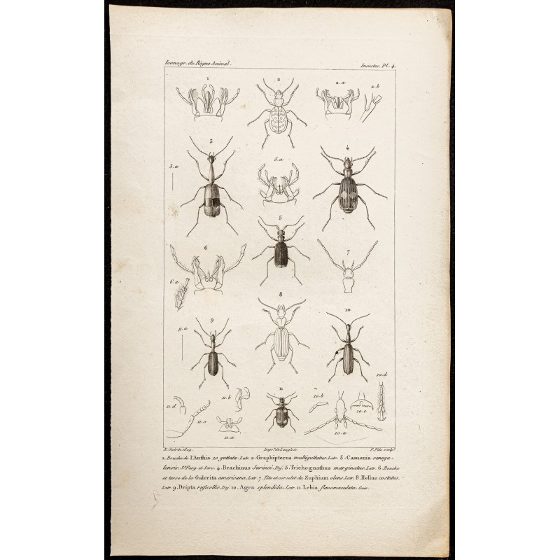Gravure de 1844 - Carabes et Coléoptères - 1