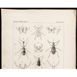 Gravure de 1844 - Carabes et Coléoptères - 2