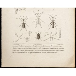 Gravure de 1844 - Carabes et Coléoptères - 3