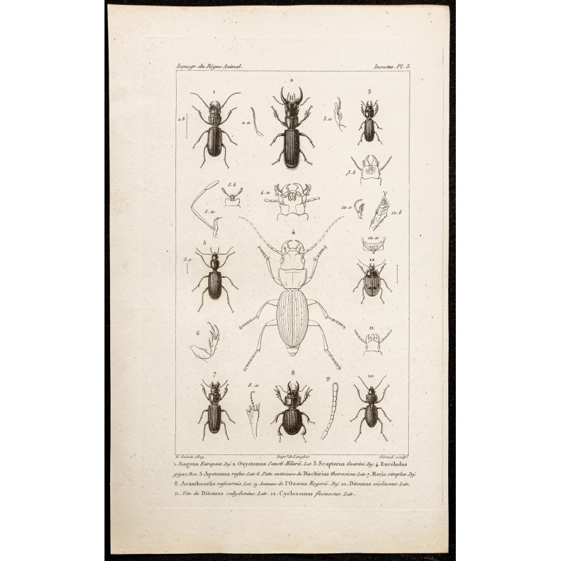 Gravure de 1844 - Carabidae et Coléoptères - 1