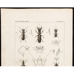 Gravure de 1844 - Carabidae et Coléoptères - 2