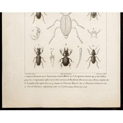 Gravure de 1844 - Carabidae et Coléoptères - 3