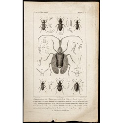 Gravure de 1844 - Coléoptères - 1