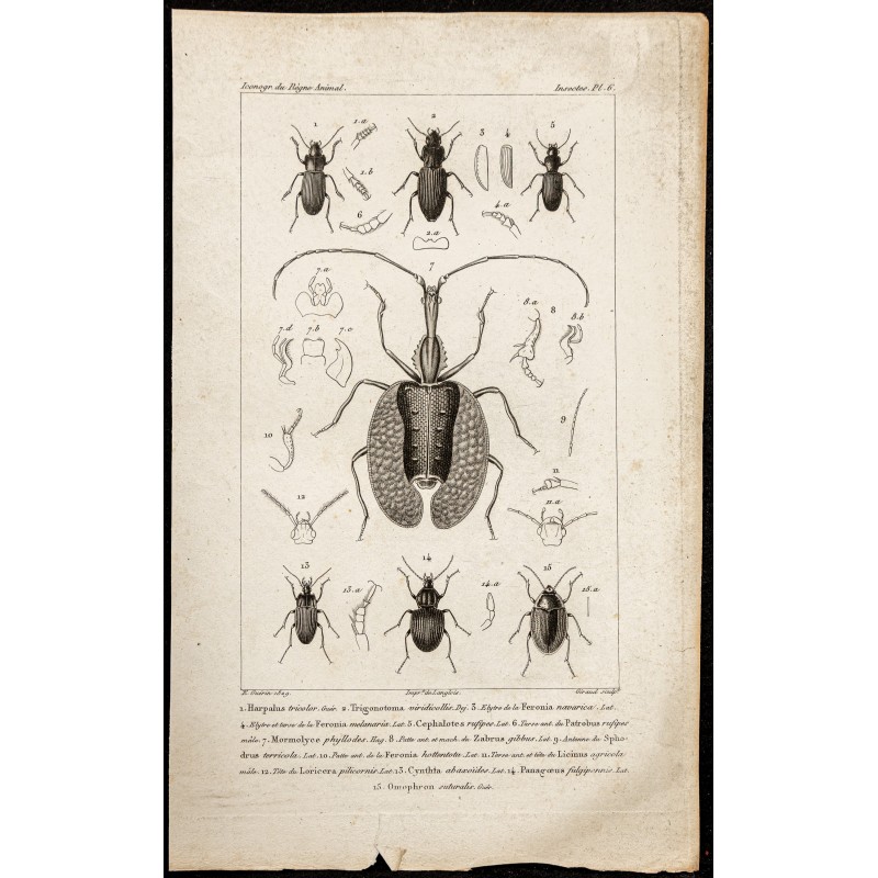 Gravure de 1844 - Coléoptères - 1