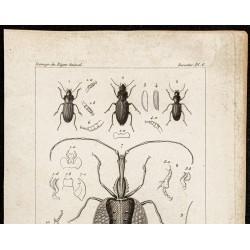 Gravure de 1844 - Coléoptères - 2