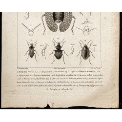 Gravure de 1844 - Coléoptères - 3