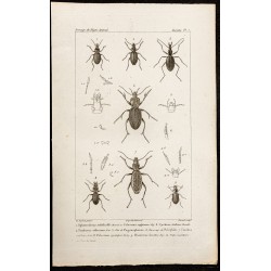 Gravure de 1844 - Coléoptères (Sphoeroderus, Calosma ...) - 1