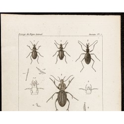 Gravure de 1844 - Coléoptères (Sphoeroderus, Calosma ...) - 2