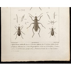 Gravure de 1844 - Coléoptères (Sphoeroderus, Calosma ...) - 3