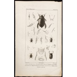 Gravure de 1844 - Coléoptères (Dytiscus, Colymbetes ...) - 1