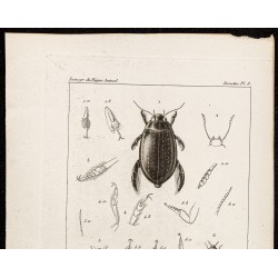 Gravure de 1844 - Coléoptères (Dytiscus, Colymbetes ...) - 2