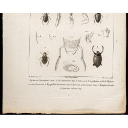 Gravure de 1844 - Coléoptères (Dytiscus, Colymbetes ...) - 3