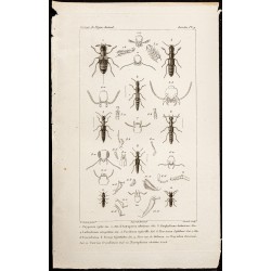 Gravure de 1844 - Coléoptères (Oxyporus, Astrapoeus...) - 1