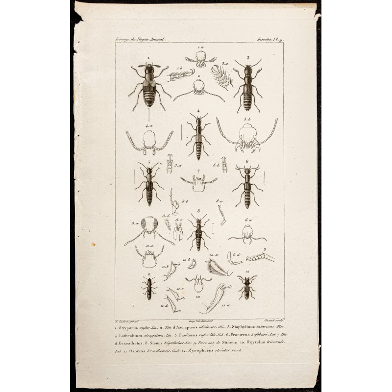 Gravure de 1844 - Coléoptères (Oxyporus, Astrapoeus...) - 1