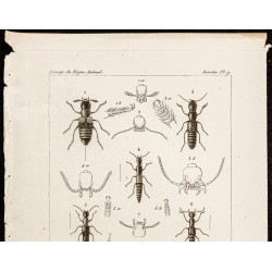 Gravure de 1844 - Coléoptères (Oxyporus, Astrapoeus...) - 2