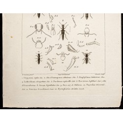Gravure de 1844 - Coléoptères (Oxyporus, Astrapoeus...) - 3