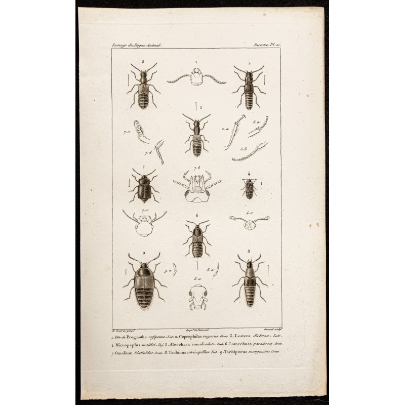 Gravure de 1844 - Coléoptères (Coprophilus, Lesteva ...) - 1