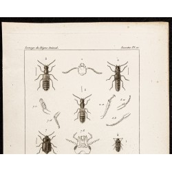Gravure de 1844 - Coléoptères (Coprophilus, Lesteva ...) - 2