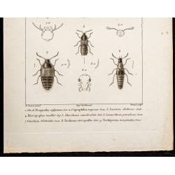 Gravure de 1844 - Coléoptères (Coprophilus, Lesteva ...) - 3