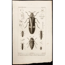 Gravure de 1844 - Coléoptères (Buprestis, Aphanisticus...) - 1