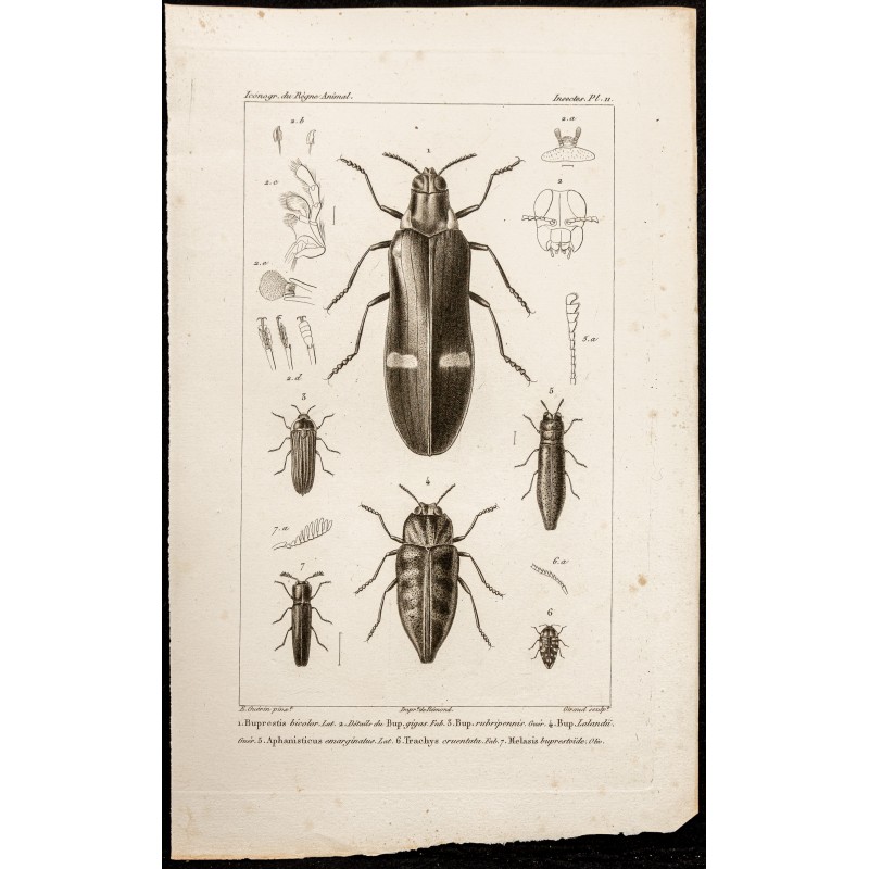 Gravure de 1844 - Coléoptères (Buprestis, Aphanisticus...) - 1