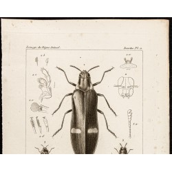Gravure de 1844 - Coléoptères (Buprestis, Aphanisticus...) - 2