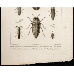 Gravure de 1844 - Coléoptères (Buprestis, Aphanisticus...) - 3