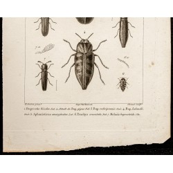 Gravure de 1844 - Coléoptères (Buprestis, Aphanisticus...) - 3