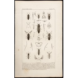 Gravure de 1844 - Coléoptères (eucnemis, chelonarium...) - 1