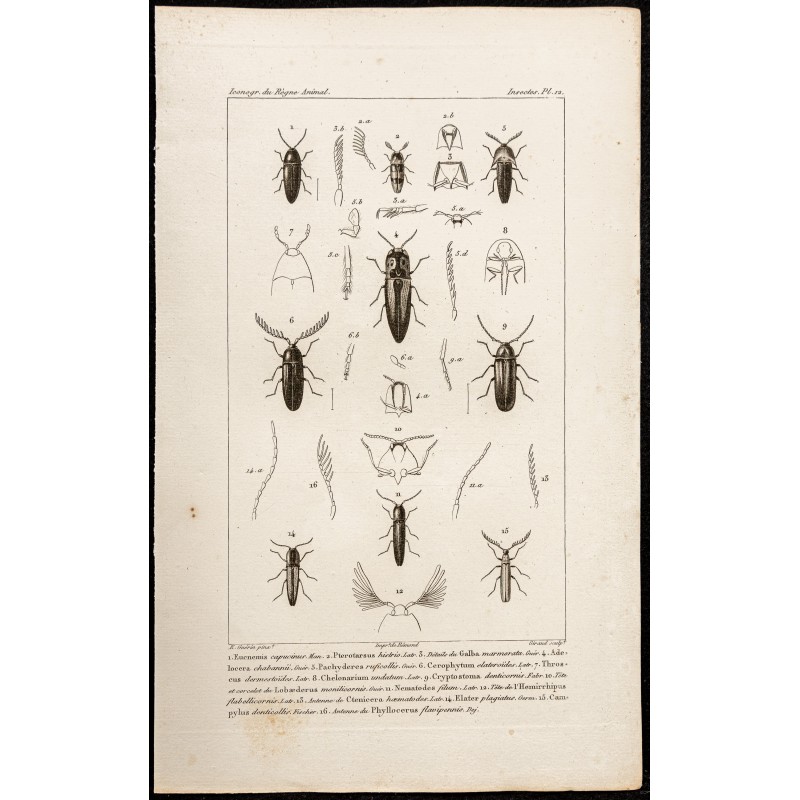 Gravure de 1844 - Coléoptères (eucnemis, chelonarium...) - 1