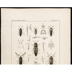 Gravure de 1844 - Coléoptères (eucnemis, chelonarium...) - 2