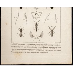 Gravure de 1844 - Coléoptères (eucnemis, chelonarium...) - 3