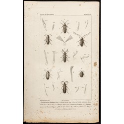 Gravure de 1844 - Coléoptères (Cebrio gigas, Callirhipis...) - 1