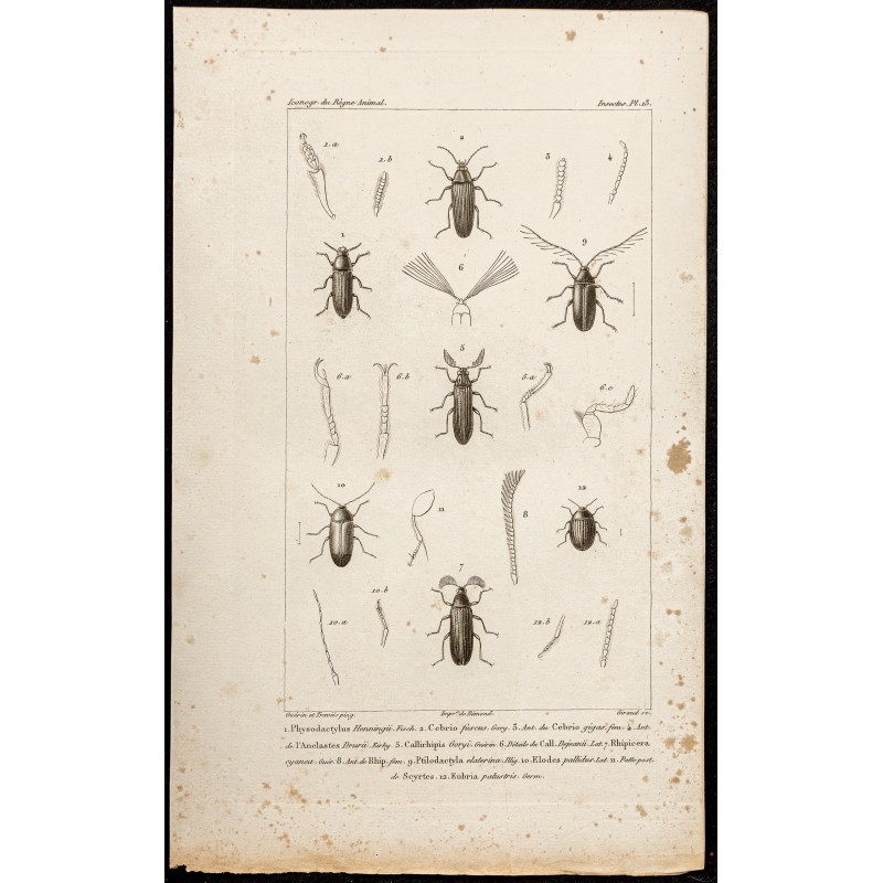 Gravure de 1844 - Coléoptères (Cebrio gigas, Callirhipis...) - 1