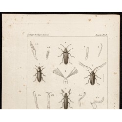 Gravure de 1844 - Coléoptères (Cebrio gigas, Callirhipis...) - 2