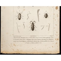 Gravure de 1844 - Coléoptères (Cebrio gigas, Callirhipis...) - 3