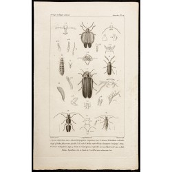 Gravure de 1844 - Coléoptères ( dictyoptera, omalisus...) - 1