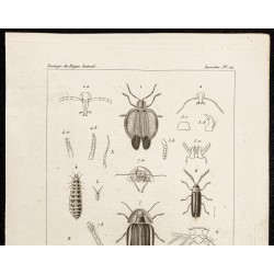 Gravure de 1844 - Coléoptères ( dictyoptera, omalisus...) - 2